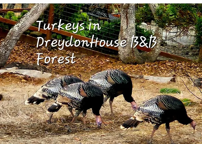 Dreydon House Bed And Breakfast